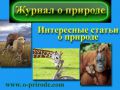 Файл=журнал_о_природе.jpg
Объём=65КБ
Размеры=400x300
Дата=Апр 23, 2010 журнал_о_природе.jpg